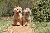 CAIRN TERRIER 193